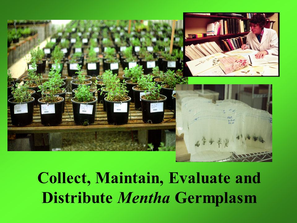Collect, Maintain, Evaluate and Distribute Mentha Germplasm