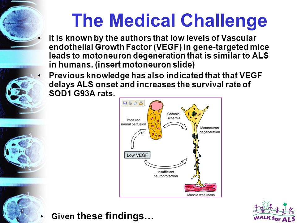 The Medical Challenge It is known by the authors that low levels of Vascular endothelial Growth Factor (VEGF) in gene-targeted mice leads to motoneuron degeneration that is similar to ALS in humans.