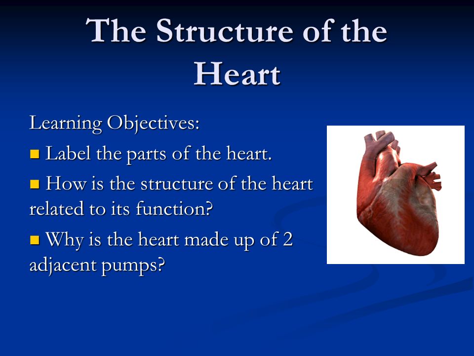 The Structure of the Heart Learning Objectives: Label the parts of the heart.