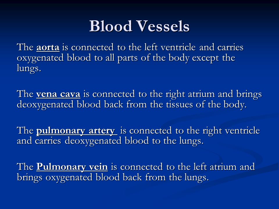 Blood Vessels The aorta is connected to the left ventricle and carries oxygenated blood to all parts of the body except the lungs.