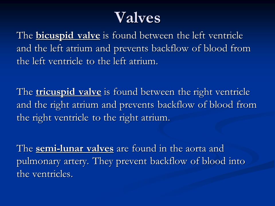 Valves The bicuspid valve is found between the left ventricle and the left atrium and prevents backflow of blood from the left ventricle to the left atrium.