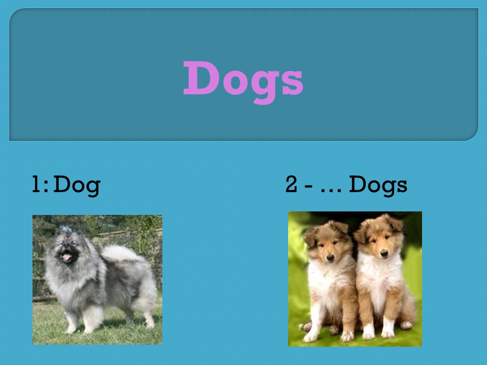 Dogs 1: Dog2 - … Dogs