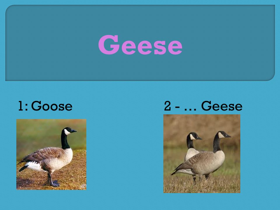 Geese 1: Goose2 - … Geese