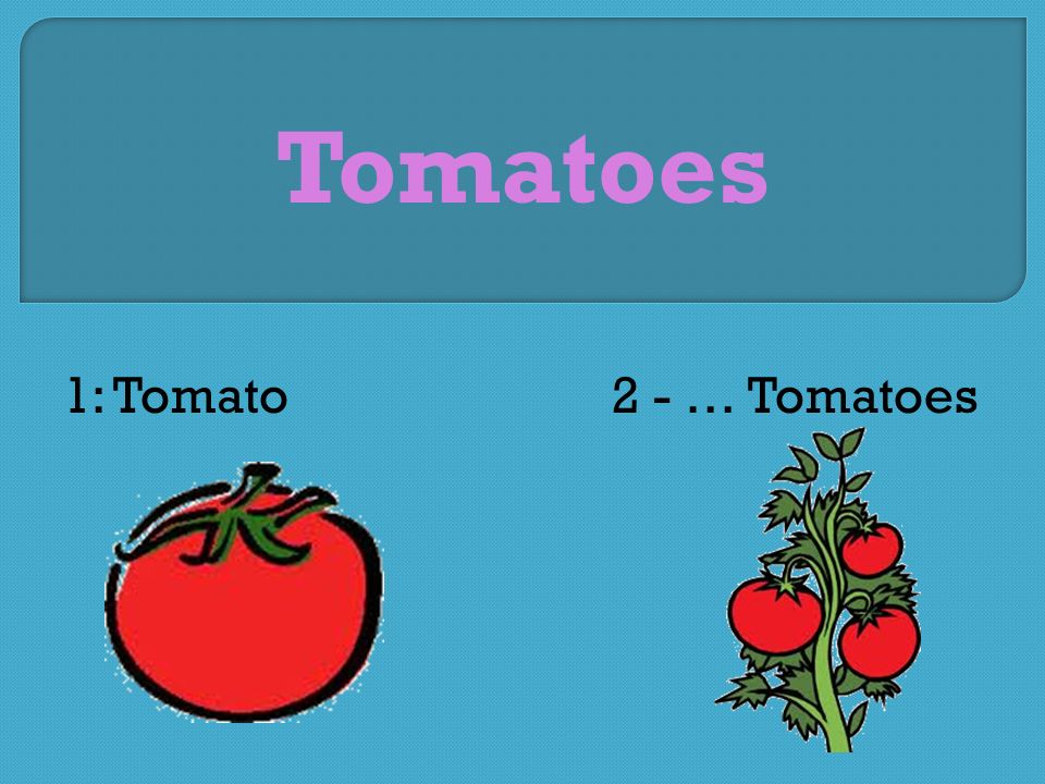 Tomatoes 1: Tomato2 - … Tomatoes