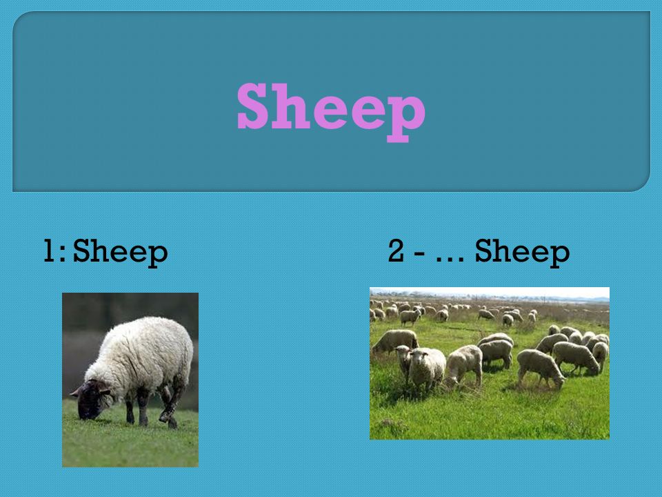 1: Sheep2 - … Sheep