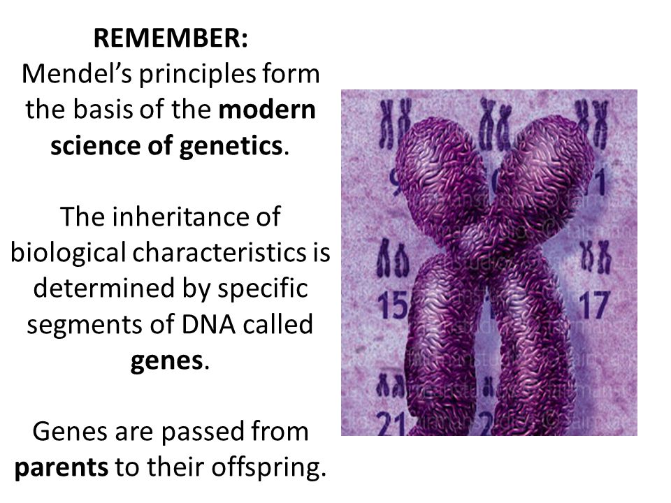 REMEMBER: Mendel’s principles form the basis of the modern science of genetics.