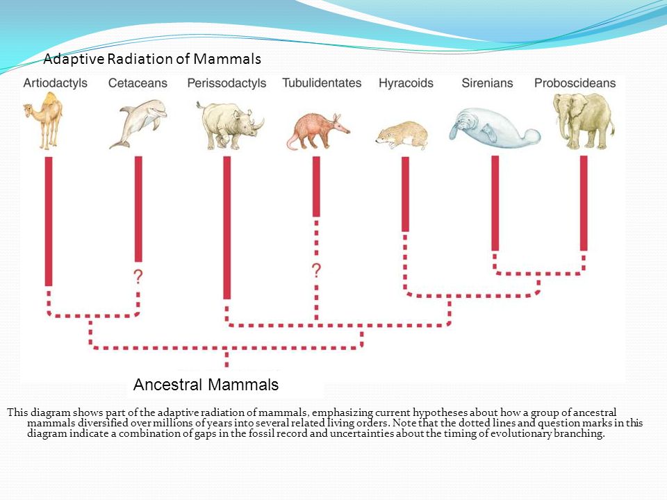 Ancestral Mammals Adaptive Radiation of Mammals This diagram shows part of the...