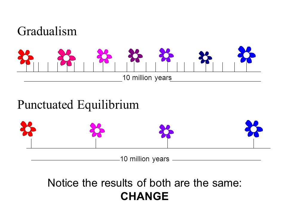 Gradualism Punctuated Equilibrium 10 million years Notice the results of both are the same: CHANGE
