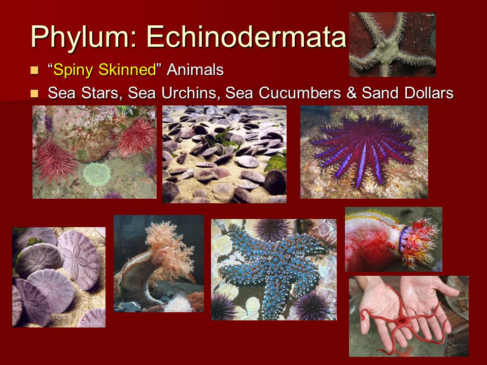 Chapter 13 Part 3 of 3 Phylum Echinodermata. Phylum: Echinodermata “Spiny  Skinned” Animals “Spiny Skinned” Animals Sea Stars, Sea Urchins, Sea  Cucumbers. - ppt download