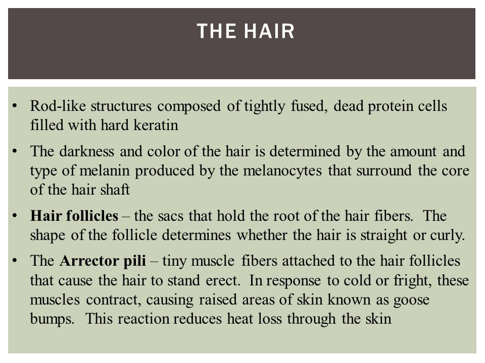 THE HAIR Rod-like structures composed of tightly fused, dead protein cells filled with hard keratin The darkness and color of the hair is determined by the amount and type of melanin produced by the melanocytes that surround the core of the hair shaft Hair follicles – the sacs that hold the root of the hair fibers.