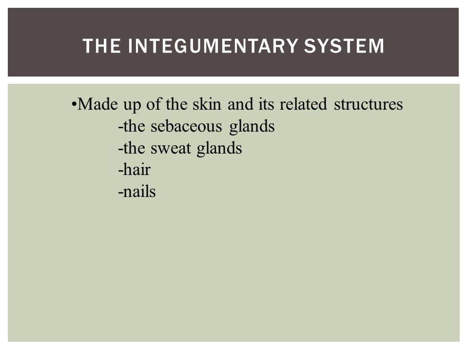 THE INTEGUMENTARY SYSTEM Made up of the skin and its related structures -the sebaceous glands -the sweat glands -hair -nails