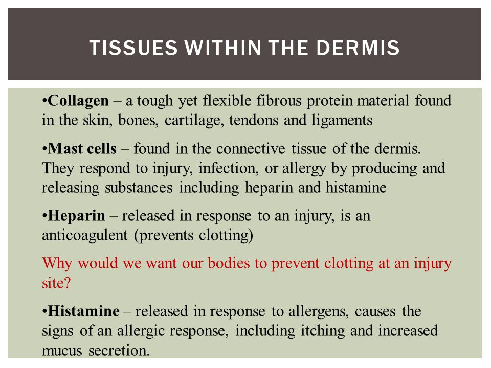 TISSUES WITHIN THE DERMIS Collagen – a tough yet flexible fibrous protein material found in the skin, bones, cartilage, tendons and ligaments Mast cells – found in the connective tissue of the dermis.