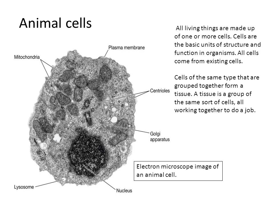Microscope cell images. Animal cells All living things are made up of one  or more cells. Cells are the basic units of structure and function in  organisms. - ppt download