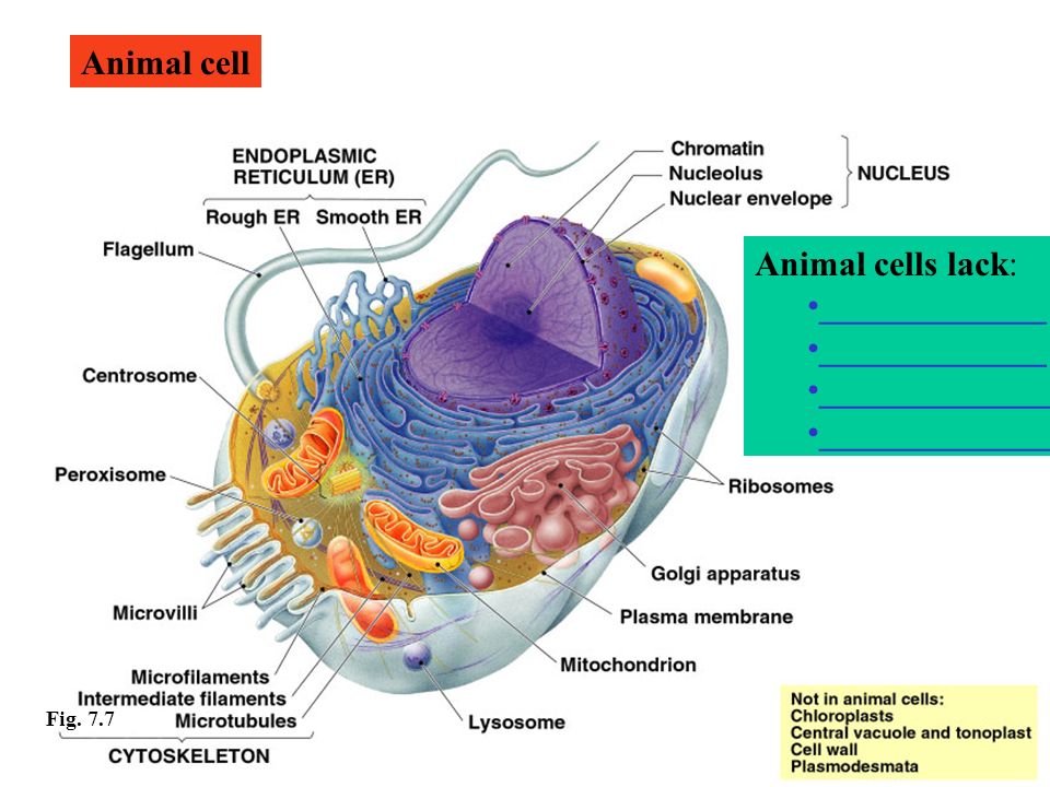 The Cell Is The Lowest Level Of Structure That Is Capable Of Performing All The Activities Of Life The First Cells Cork Robert In Ppt Download
