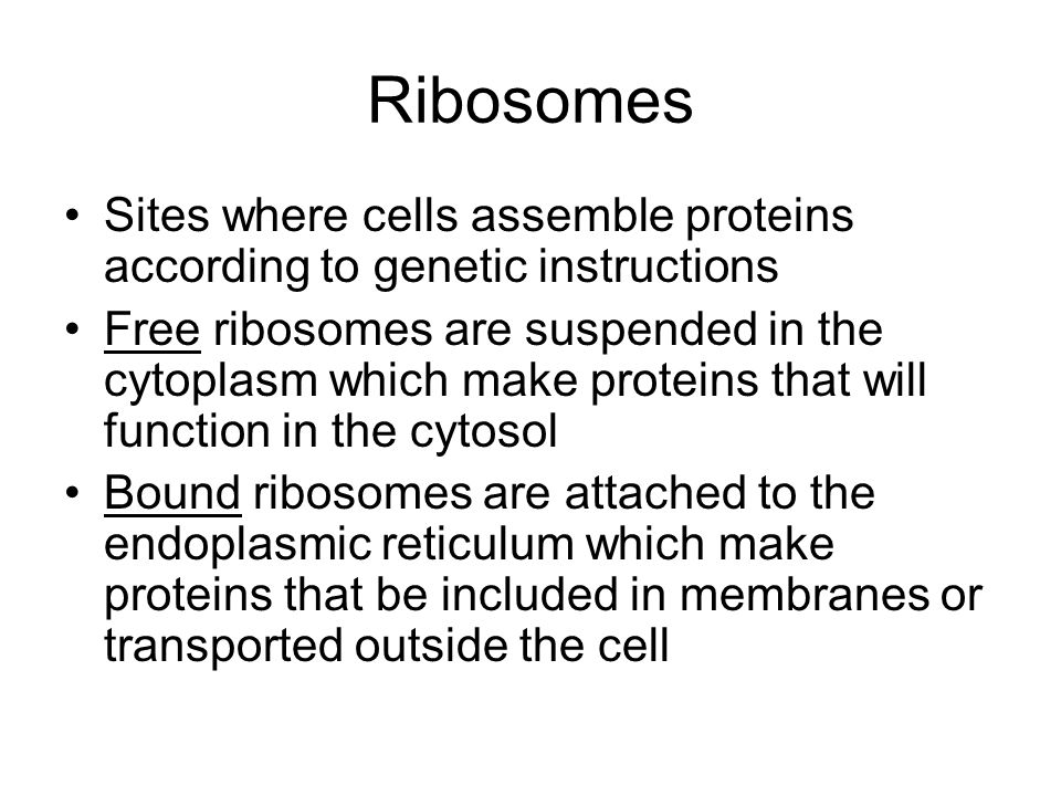 Ribosomes Sites where cells assemble proteins according to genetic instructions Free ribosomes are suspended in the cytoplasm which make proteins that will function in the cytosol Bound ribosomes are attached to the endoplasmic reticulum which make proteins that be included in membranes or transported outside the cell