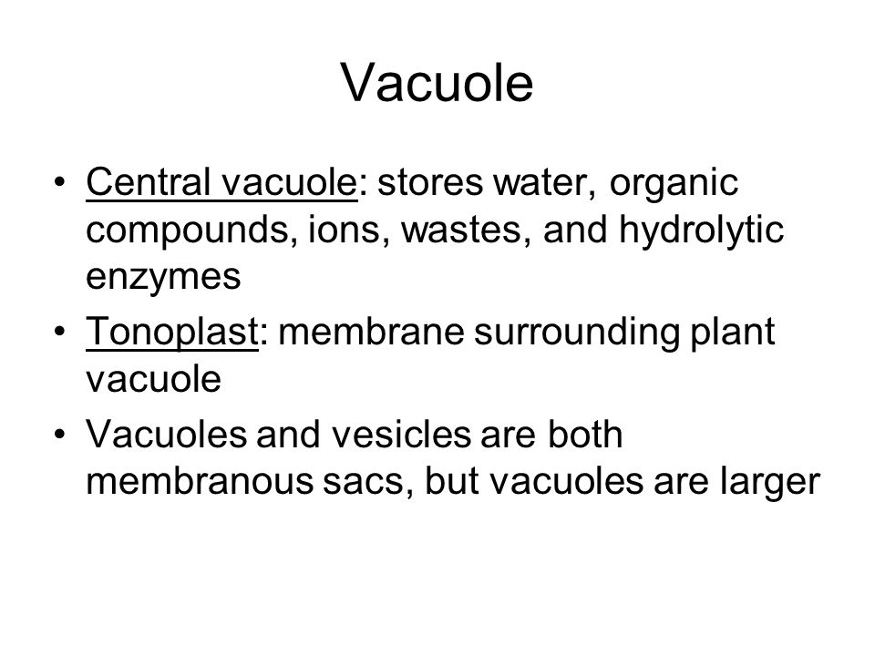 Vacuole Central vacuole: stores water, organic compounds, ions, wastes, and hydrolytic enzymes Tonoplast: membrane surrounding plant vacuole Vacuoles and vesicles are both membranous sacs, but vacuoles are larger