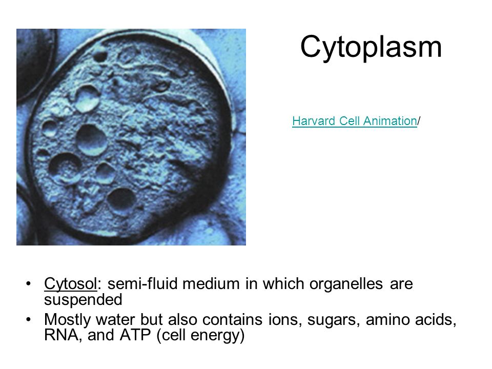 Cytoplasm Cytosol: semi-fluid medium in which organelles are suspended Mostly water but also contains ions, sugars, amino acids, RNA, and ATP (cell energy) Harvard Cell AnimationHarvard Cell Animation/