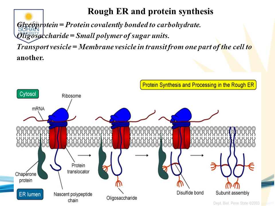 Rough ER and protein synthesis Glycoprotein = Protein covalently bonded to carbohydrate.