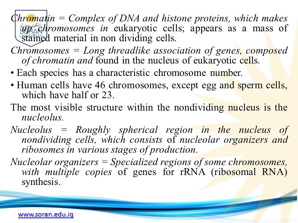 Chromatin = Complex of DNA and histone proteins, which makes up chromosomes in eukaryotic cells; appears as a mass of stained material in non dividing cells.