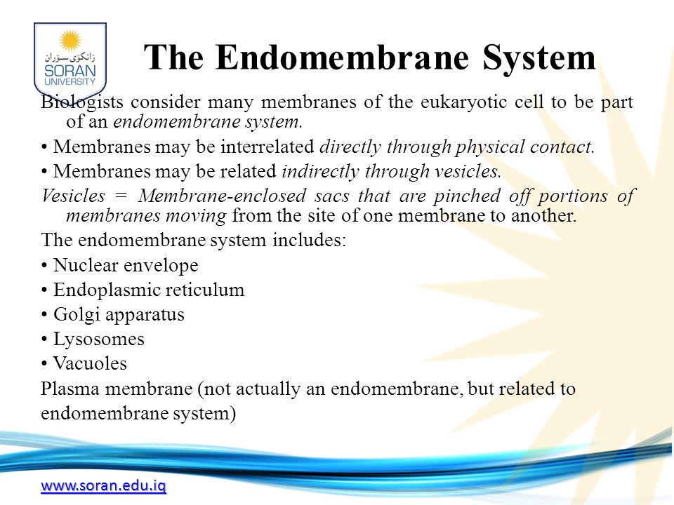The Endomembrane System Biologists consider many membranes of the eukaryotic cell to be part of an endomembrane system.