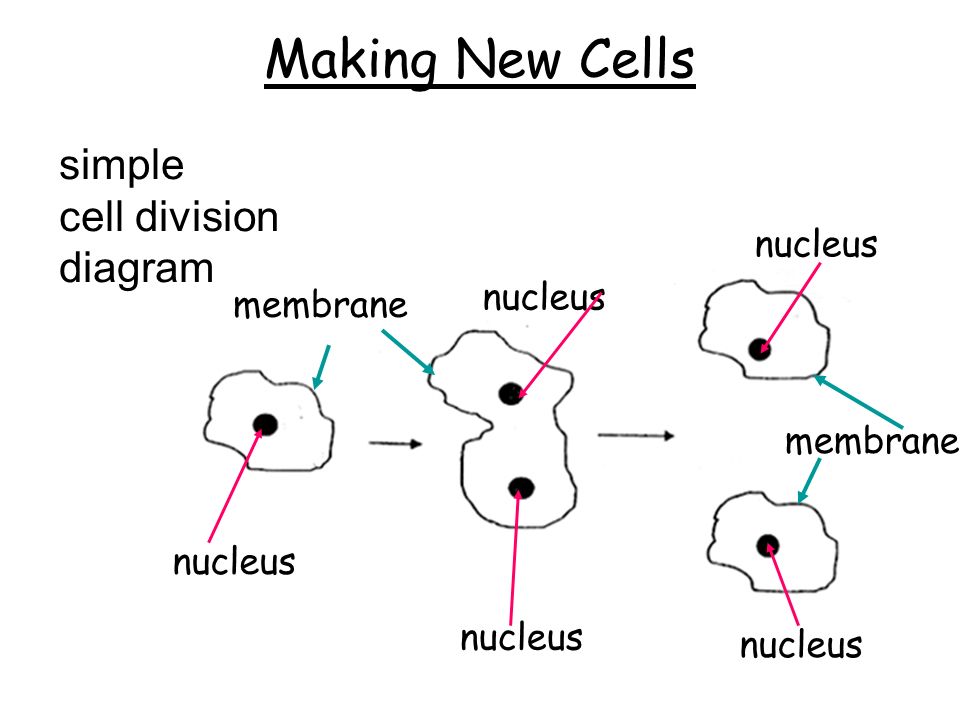 Making New Cells simple cell division diagram nucleus membrane