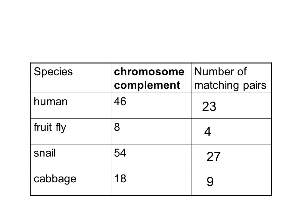 Specieschromosome complement Number of matching pairs human46 fruit fly8 snail54 cabbage