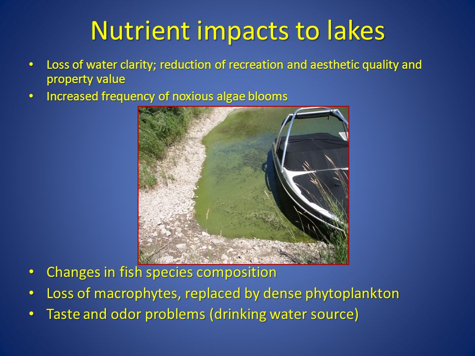 Nutrient impacts to lakes Loss of water clarity; reduction of recreation and aesthetic quality and property value Loss of water clarity; reduction of recreation and aesthetic quality and property value Increased frequency of noxious algae blooms Increased frequency of noxious algae blooms Changes in fish species composition Changes in fish species composition Loss of macrophytes, replaced by dense phytoplankton Loss of macrophytes, replaced by dense phytoplankton Taste and odor problems (drinking water source) Taste and odor problems (drinking water source)