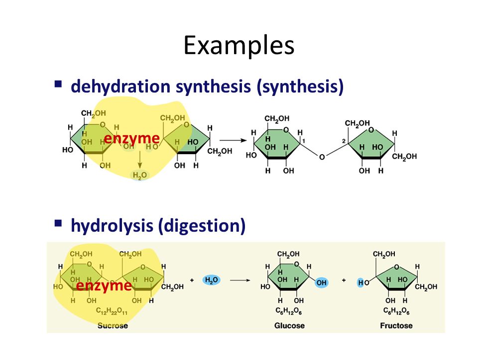 Metabolism Chemical reactions of life – forming bonds between molecules  dehydration synthesis synthesis anabolic reactions – breaking bonds between  molecules. - ppt download