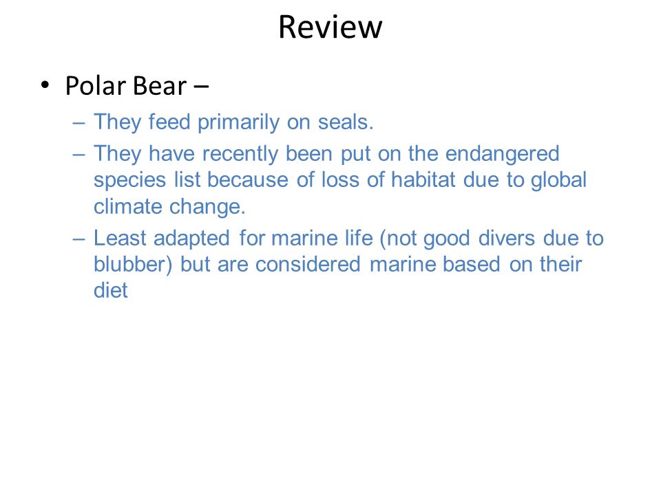 Review Polar Bear – –They feed primarily on seals.