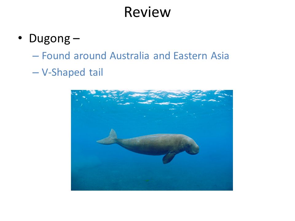 Review Dugong – – Found around Australia and Eastern Asia – V-Shaped tail