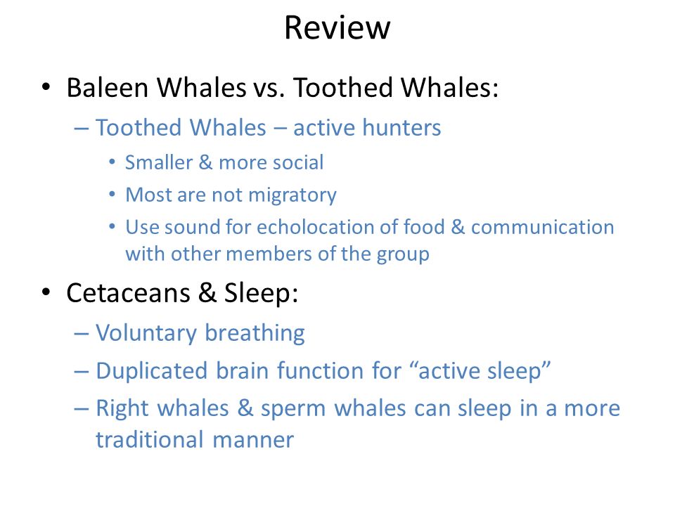 Review Baleen Whales vs.