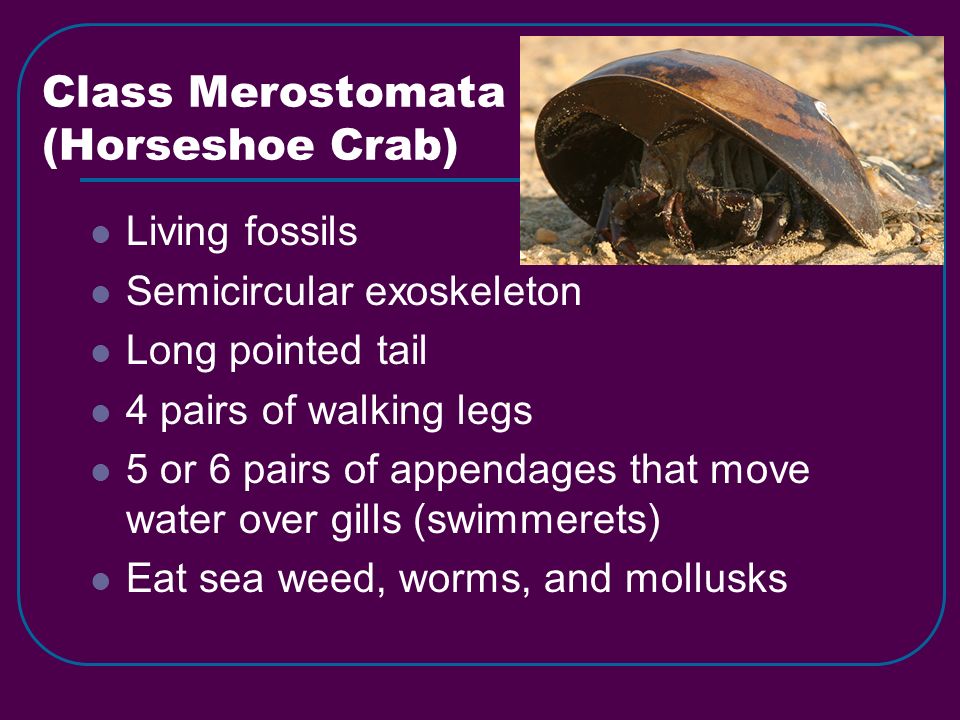Class Merostomata (Horseshoe Crab) Living fossils Semicircular exoskeleton Long pointed tail 4 pairs of walking legs 5 or 6 pairs of appendages that move water over gills (swimmerets) Eat sea weed, worms, and mollusks
