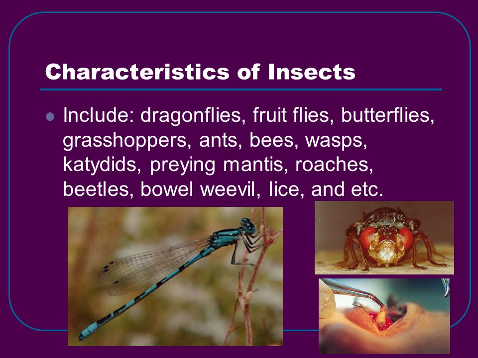 Characteristics of Insects Include: dragonflies, fruit flies, butterflies, grasshoppers, ants, bees, wasps, katydids, preying mantis, roaches, beetles, bowel weevil, lice, and etc.