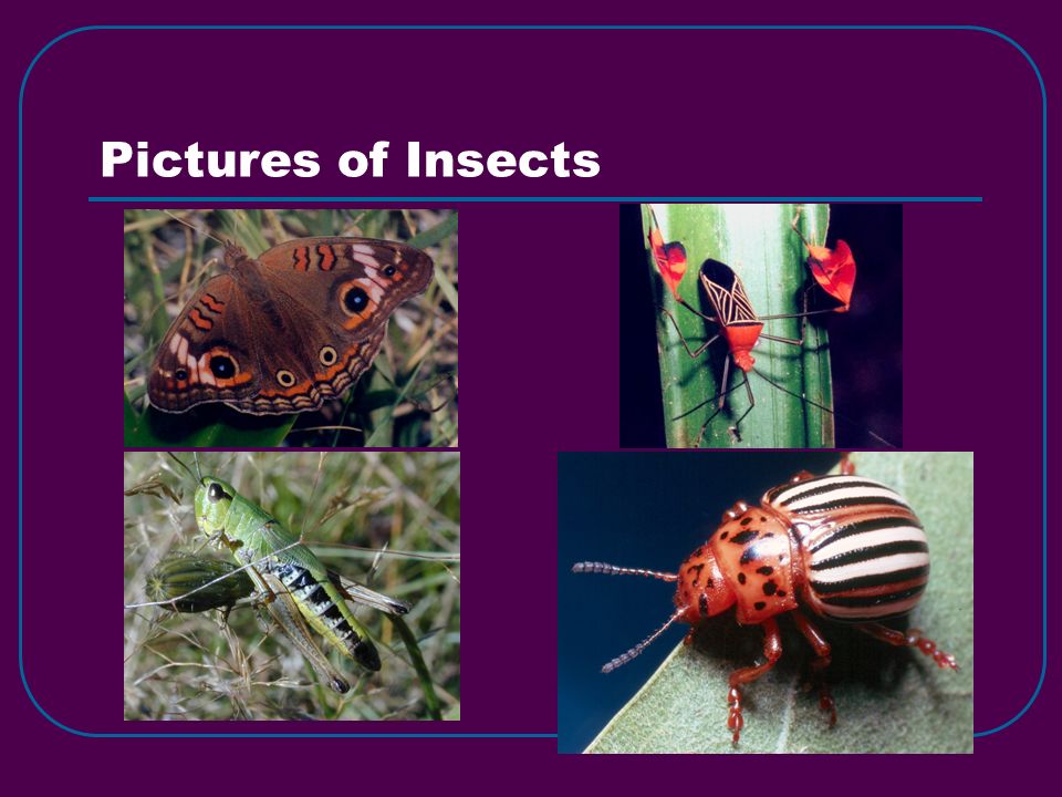 Pictures of Insects