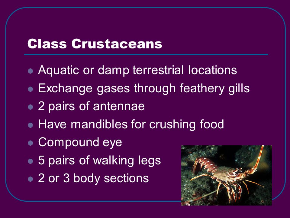 Class Crustaceans Aquatic or damp terrestrial locations Exchange gases through feathery gills 2 pairs of antennae Have mandibles for crushing food Compound eye 5 pairs of walking legs 2 or 3 body sections