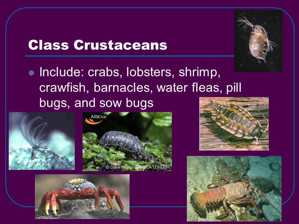 Class Crustaceans Include: crabs, lobsters, shrimp, crawfish, barnacles, water fleas, pill bugs, and sow bugs