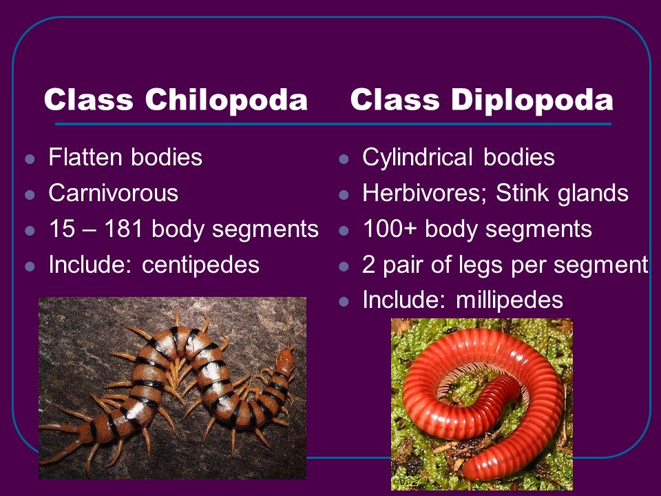 Class Chilopoda Class Diplopoda Flatten bodies Carnivorous 15 – 181 body segments Include: centipedes Cylindrical bodies Herbivores; Stink glands 100+ body segments 2 pair of legs per segment Include: millipedes