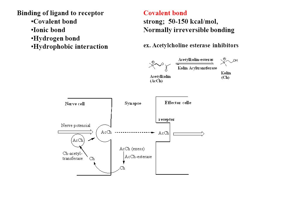 Binding of ligand to receptor Covalent bond Ionic bond Hydrogen bond Hydrophobic interaction Covalent bond strong; kcal/mol, Normally irreversible bonding ex.