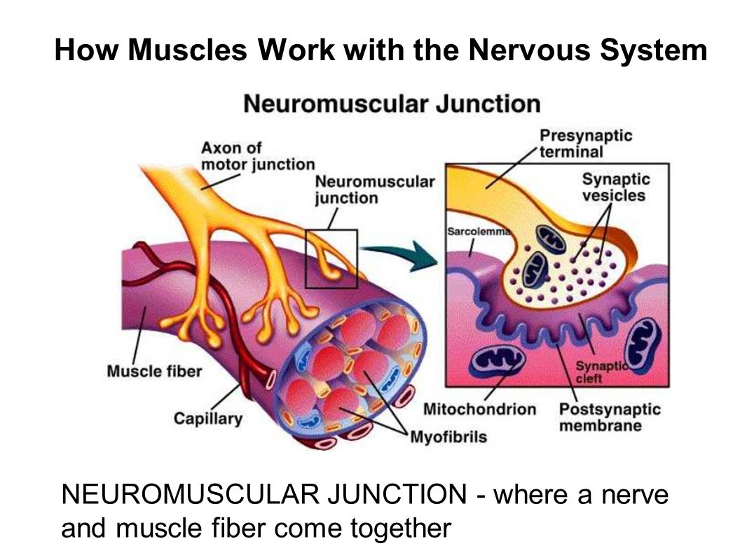 muscular system neuromuscular junction