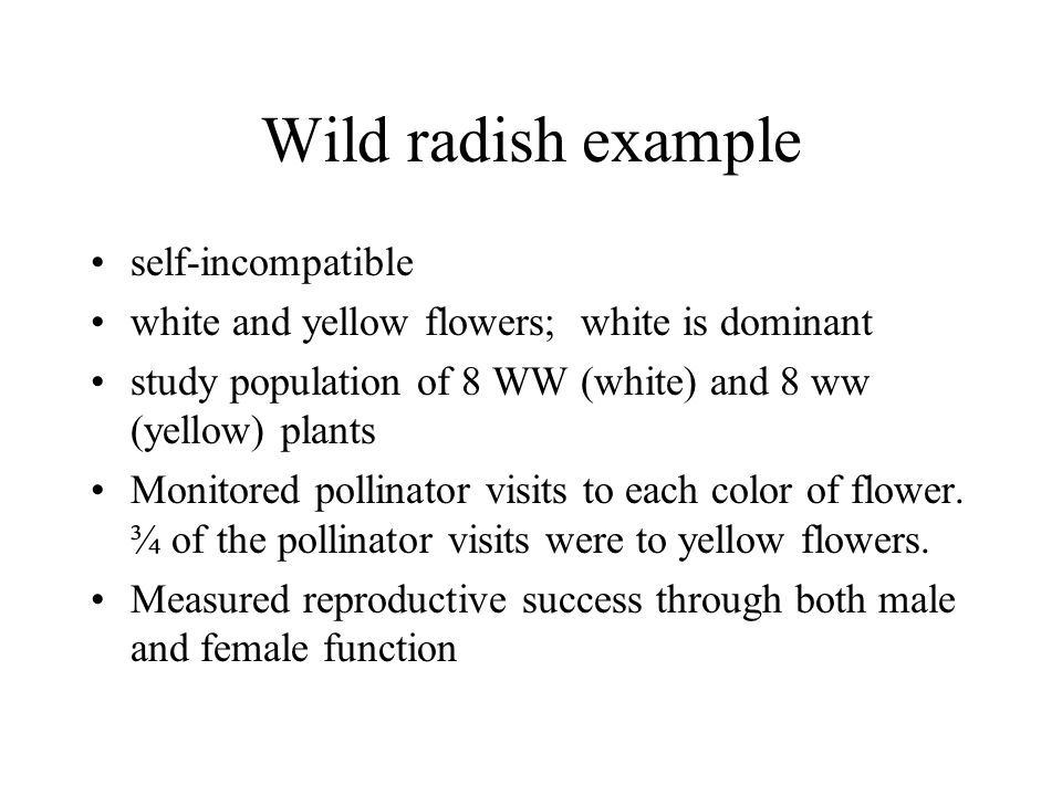 Strawberry blonde hairy pussy Sexual selection sexual dimorphism and plant phylogeny
