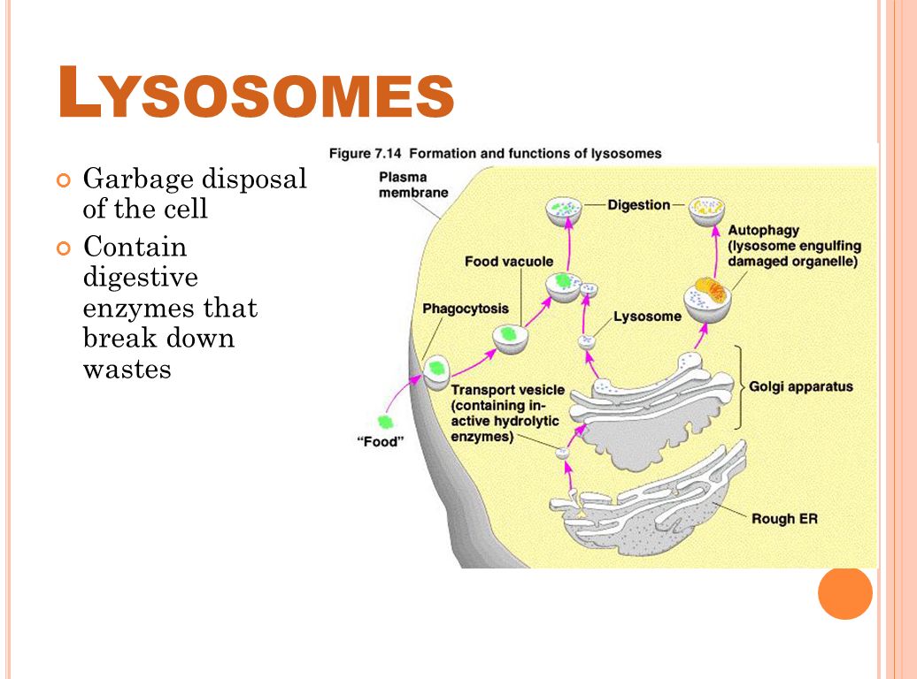L YSOSOMES Garbage disposal of the cell Contain digestive enzymes that break down wastes