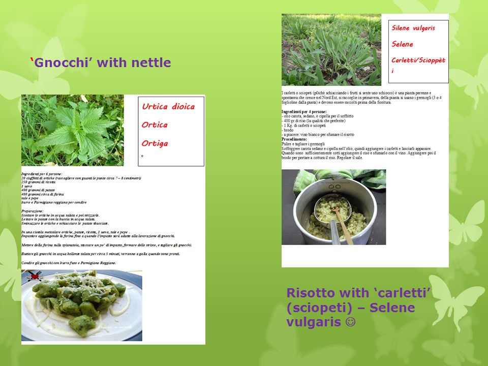 ‘Gnocchi’ with nettle Risotto with ‘carletti’ (sciopeti) – Selene vulgaris