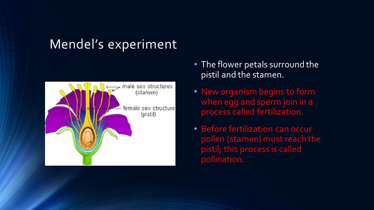 Mendel’s experiment The flower petals surround the pistil and the stamen.