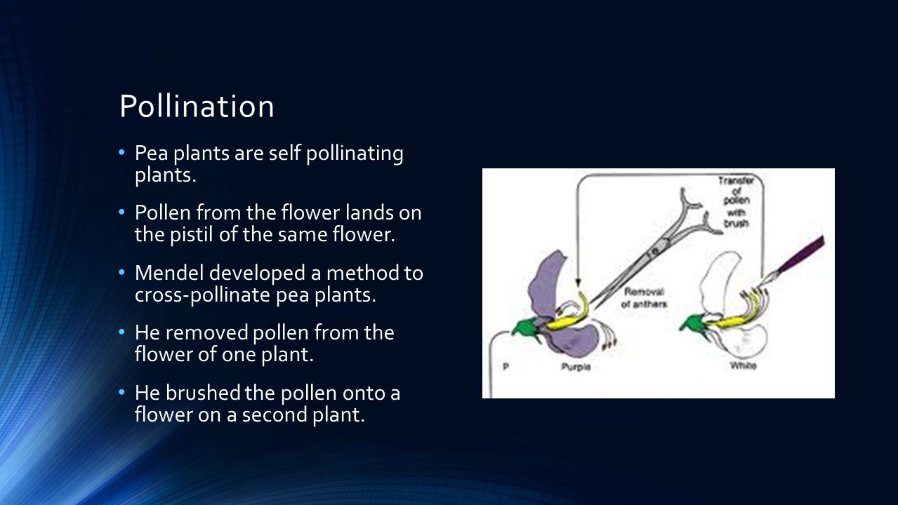 Pollination Pea plants are self pollinating plants.