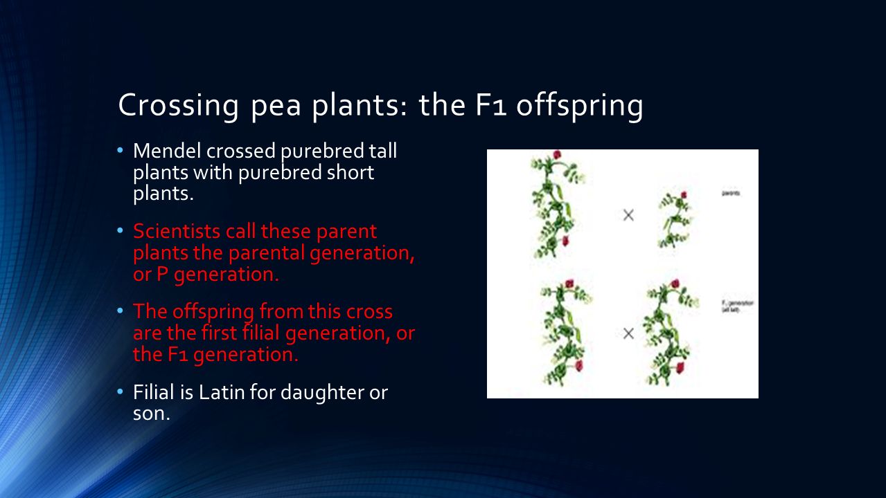 Crossing pea plants: the F1 offspring Mendel crossed purebred tall plants with purebred short plants.
