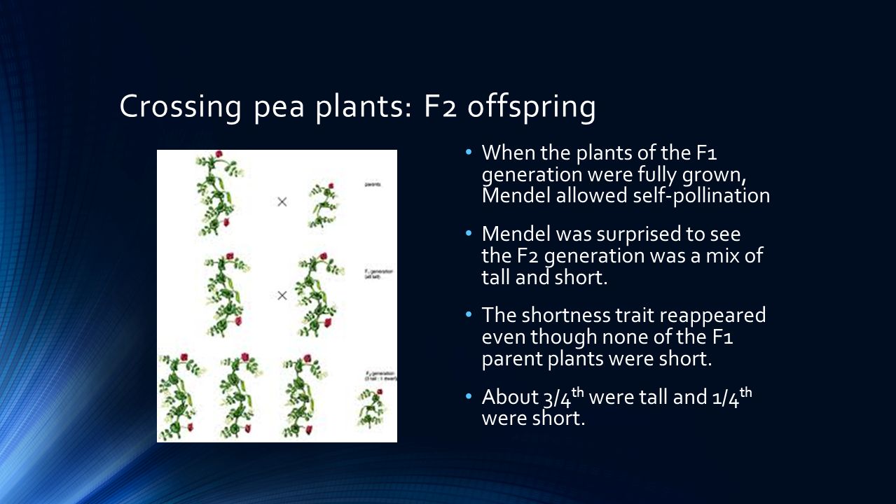 Crossing pea plants: F2 offspring When the plants of the F1 generation were fully grown, Mendel allowed self-pollination Mendel was surprised to see the F2 generation was a mix of tall and short.