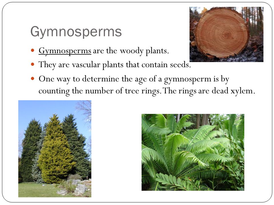 Gymnosperms Gymnosperms are the woody plants. They are vascular plants that contain seeds.