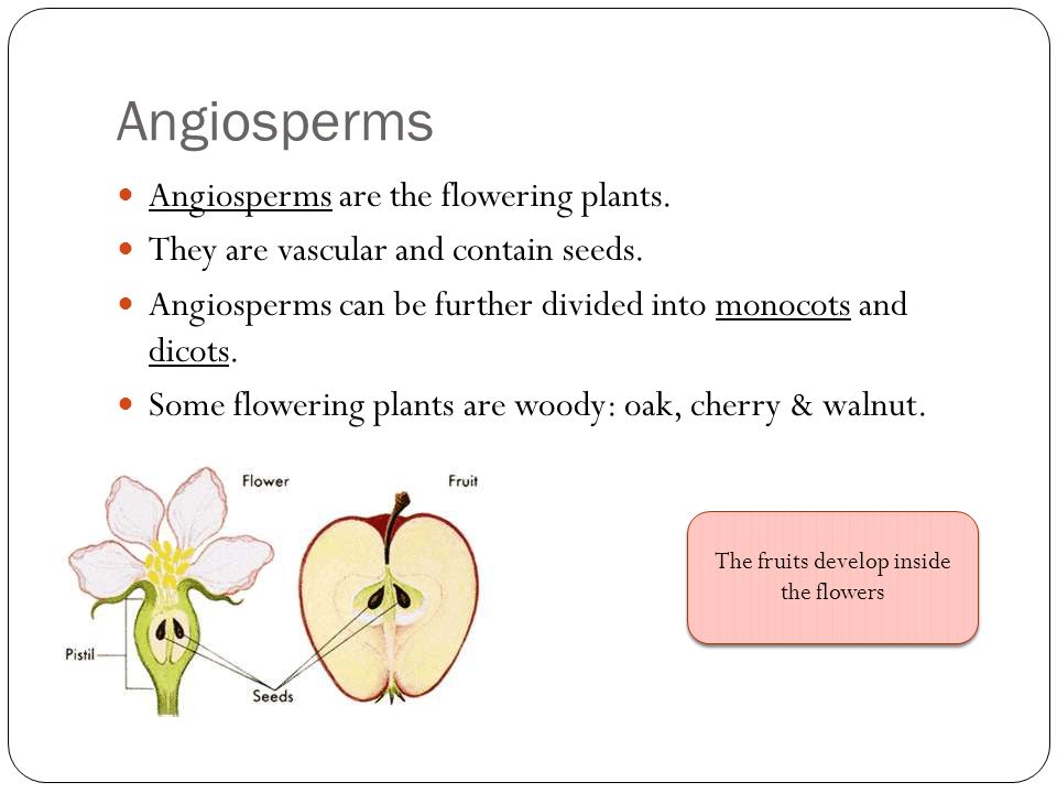 Angiosperms Angiosperms are the flowering plants. They are vascular and contain seeds.