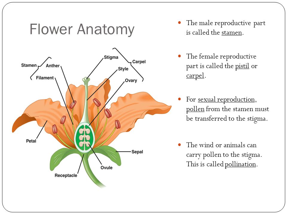 Flower Anatomy The male reproductive part is called the stamen.
