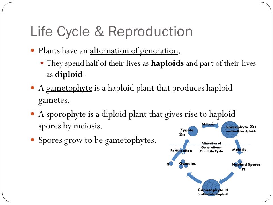 Life Cycle & Reproduction Plants have an alternation of generation.